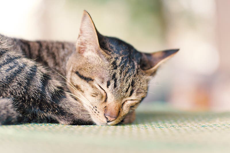 Leuke kattenslaap op de mat stock afbeelding Leuke kattenslaap op de mat stock afbeelding
