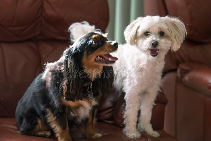 Leuke kleine honden op een laag met gelukkige gezichten royalty-vrije stock afbeeldingen Leuke kleine honden op een laag met gelukkige gezichten royalty-vrije stock afbeeldingen