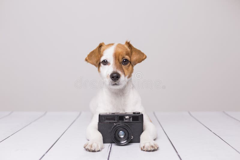 Leuke kleine hondzitting op de witte vloer Intelligent en nieuwsgierig het kijken Uitstekende camera naast hem Huisdieren binnen stock foto's Leuke kleine hondzitting op de witte vloer Intelligent en nieuwsgierig het kijken Uitstekende camera naast hem Huisdieren binnen stock foto's