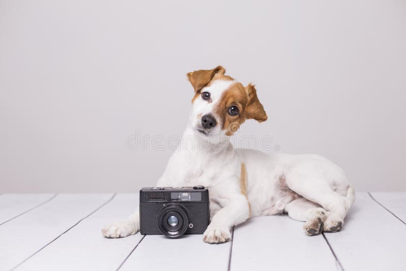 Leuke kleine hondzitting op de witte vloer Intelligent en nieuwsgierig het kijken Uitstekende camera naast hem Huisdieren binnen stock afbeeldingen Leuke kleine hondzitting op de witte vloer Intelligent en nieuwsgierig het kijken Uitstekende camera naast hem Huisdieren binnen stock afbeeldingen