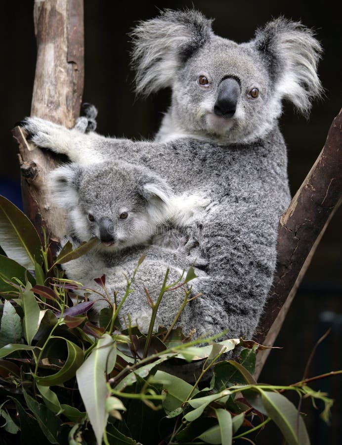 Leuke koala stock afbeelding. Image of zoogdier, familie 6606093