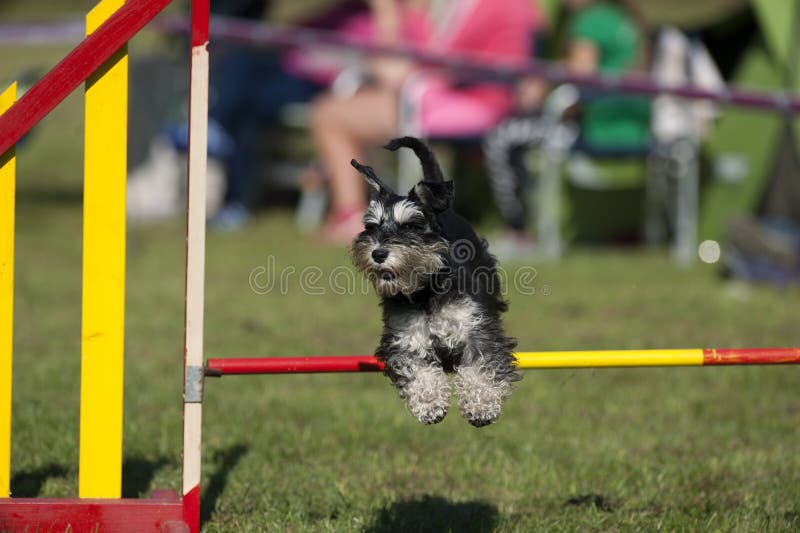 Leuke Miniatuurschnauzer die over behendigheidshindernis springen op de concurrentie royalty-vrije stock afbeeldingen Leuke Miniatuurschnauzer die over behendigheidshindernis springen op de concurrentie royalty-vrije stock afbeeldingen