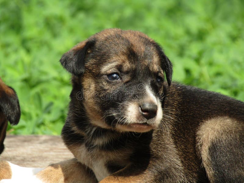Snooze Giotto Dibondon India Leuke Mooie Pups En Beste Achtergrond Stock Foto - Image of mooi, puppies:  205412830