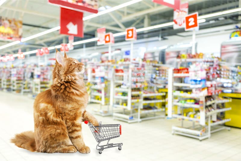 Leuke rode kat met boodschappenwagentje bij winkel royalty-vrije stock afbeeldingen Leuke rode kat met boodschappenwagentje bij winkel royalty-vrije stock afbeeldingen