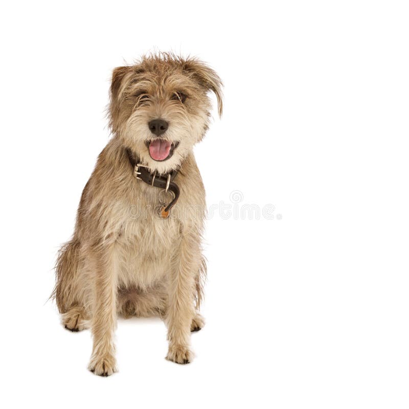 Leuke Ruwharige Hond Met Slappe Oren - of metgezel, mond: 24466771