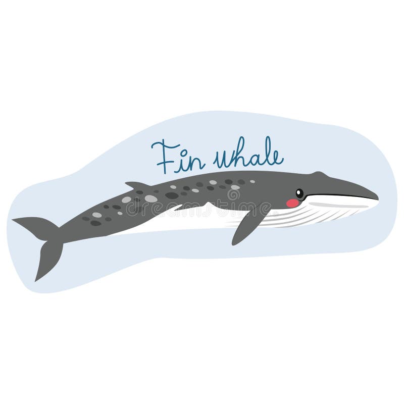 Leuke Vinwalvis royalty-vrije illustratie Leuke Vinwalvis royalty-vrije illustratie