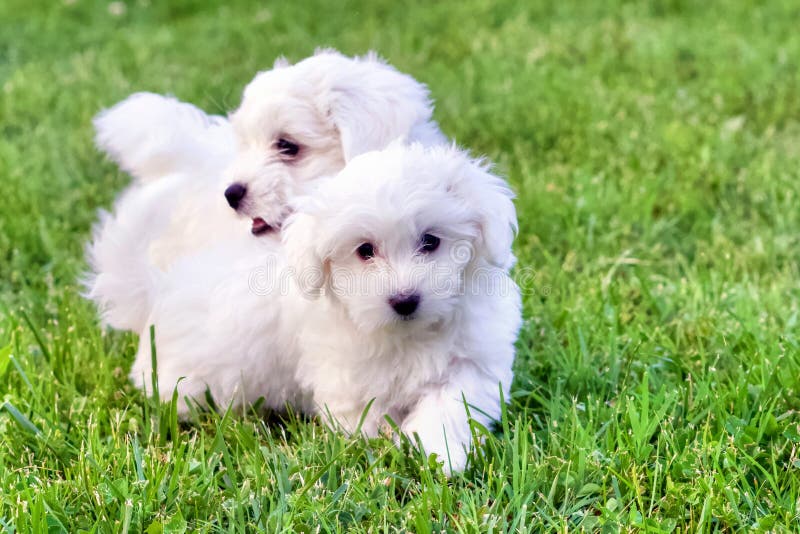 Leuke witte Bichon-puppy die in groen gras spelen royalty-vrije stock foto's Leuke witte Bichon-puppy die in groen gras spelen royalty-vrije stock foto's