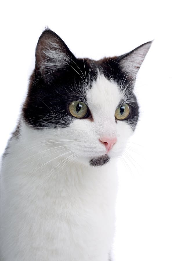 Leuke zwart-witte kat stock afbeelding Leuke zwart-witte kat stock afbeelding