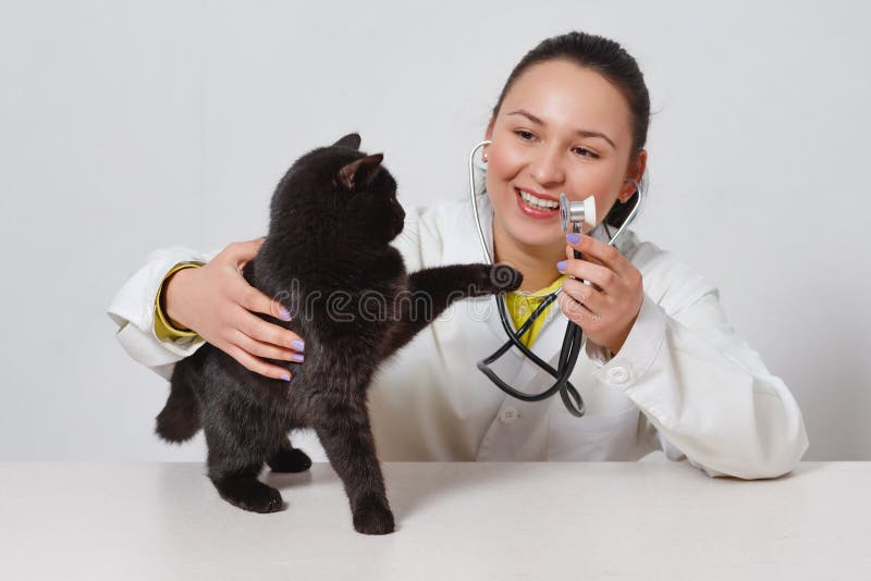 Leuke zwarte kat bij de dierenarts van de arts Op witte achtergrond stock foto's Leuke zwarte kat bij de dierenarts van de arts Op witte achtergrond stock foto's