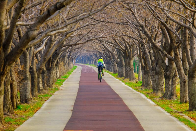 Leute, die auf dem Weg unter Kirschblütentunnel an Gimhae-Stadt von Südkorea radfahren stockfotos Leute, die auf dem Weg unter Kirschblütentunnel an Gimhae-Stadt von Südkorea radfahren stockfotos
