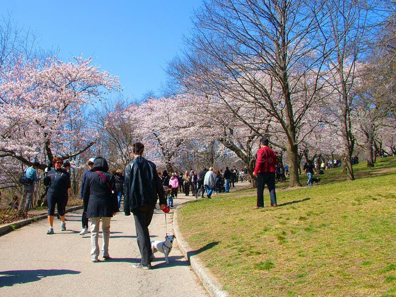 Leute genießen die Frühlingskirschblüten an Toronto-` s, hoher Park stockfotos Leute genießen die Frühlingskirschblüten an Toronto-` s, hoher Park stockfotos