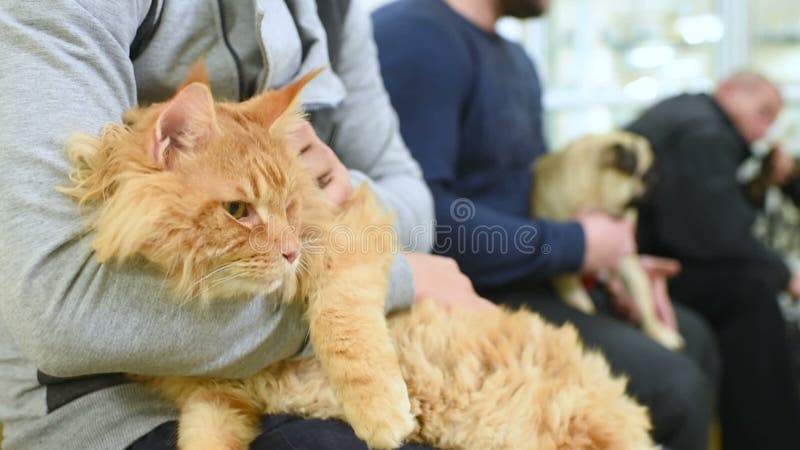 Leute mit ihren Haustieren warten auf eine ärztliche Untersuchung an der Veterinärklinik Tiergesundheit