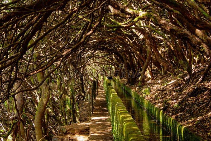 Levada das 25 fontes, Madeira, Portugal. A tunnel of trees with beautiful play of light, famous place on Madeira to walk and experience beauty of nature stock photos Levada das 25 fontes, Madeira, Portugal. A tunnel of trees with beautiful play of light, famous place on Madeira to walk and experience beauty of nature stock photos