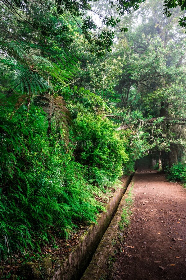 Levada Dos Balcoes in Ribeiro Frio, Hiking on Trekking Trail Vereda Dos ...