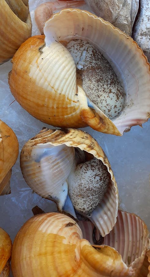 Live giant tun gastropod mollusc on a fish market stand, Tonna galea. Live giant tun gastropod mollusc on a fish market stand, Tonna galea