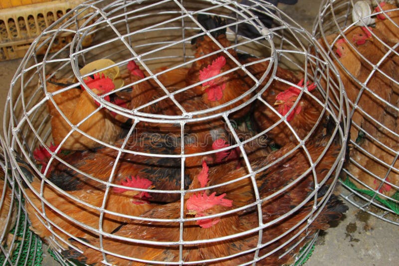 Live chickens can tranfer an outbreak of Sars, bird flu and H7N9, H5N8 and N5N1 viruses from China into Asia, Europe and the USA. Live chickens can tranfer an outbreak of Sars, bird flu and H7N9, H5N8 and N5N1 viruses from China into Asia, Europe and the USA