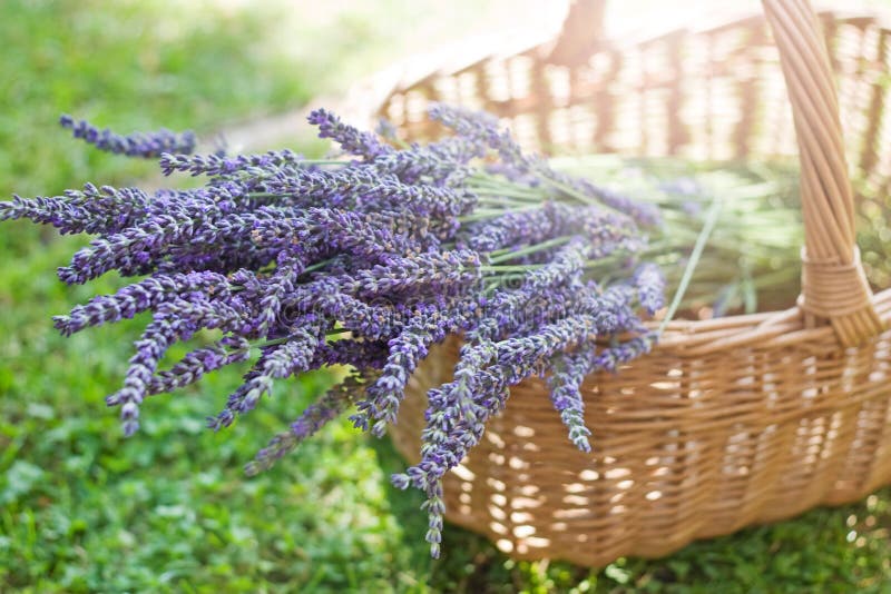 Lavandă stock image