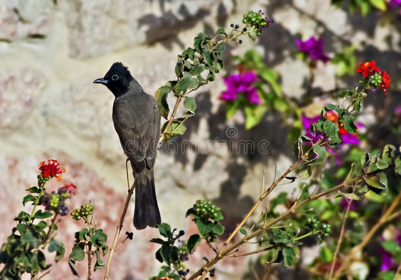 Levantine nightingale, Israel