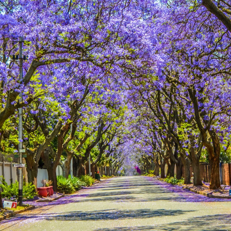 Azul-roxo Jacaranda Mimosifolia Floresceu Nas Ruas De Pretória Durante a  Primavera Em Outubro Na África Do Sul Foto de Stock - Imagem de nave, mola:  162777688