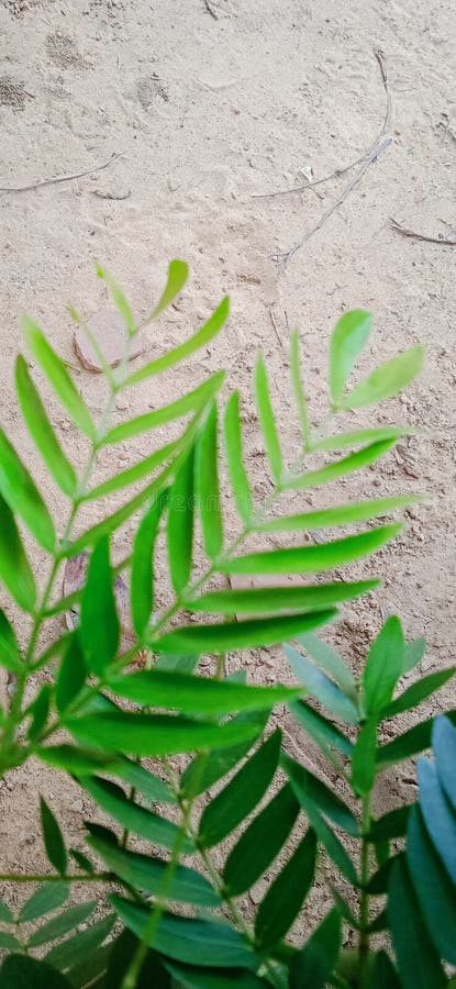 Levels image , tree levels image, hd image, natural stock images