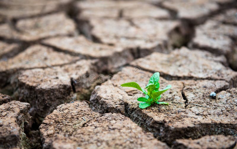 Levend met Droogte, Herboren boom, gebarsten grond royalty-vrije stock foto's Levend met Droogte, Herboren boom, gebarsten grond royalty-vrije stock foto's