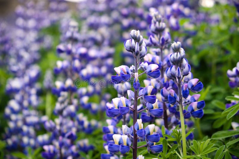 Levendige Lupines royalty-vrije stock afbeeldingen Levendige Lupines royalty-vrije stock afbeeldingen