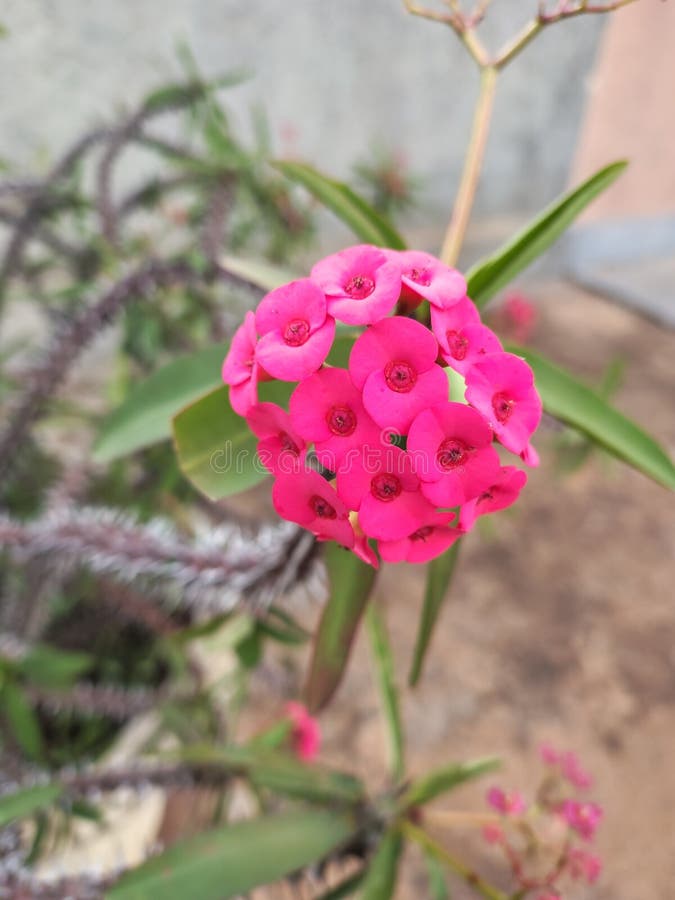 Levendige roze bloei van Doornenkroon stock foto's