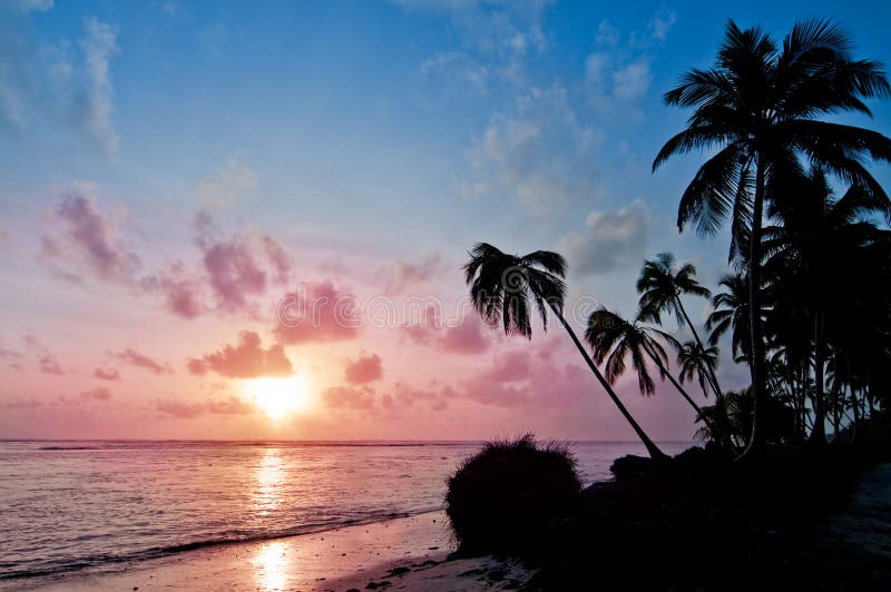 Sunrise with the sea and palm trees. Sunrise with the sea and palm trees