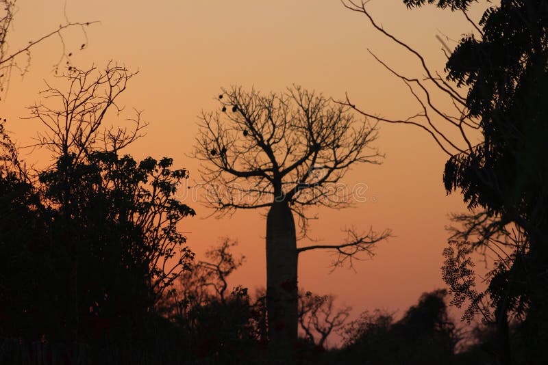Lever de soleil au-dessus des baobabs dans la forêt épineuse, Ifaty, Madagascar photos libres de droits Lever de soleil au-dessus des baobabs dans la forêt épineuse, Ifaty, Madagascar photos libres de droits