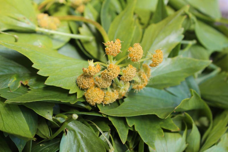 Levisticum officinale, powszechnie nazwana lubczykowa roślina, ziele, pikantność, liście i kolorów żółtych kwiaty, ziarna, przygo obraz royalty free Levisticum officinale, powszechnie nazwana lubczykowa roślina, ziele, pikantność, liście i kolorów żółtych kwiaty, ziarna, przygo obraz royalty free
