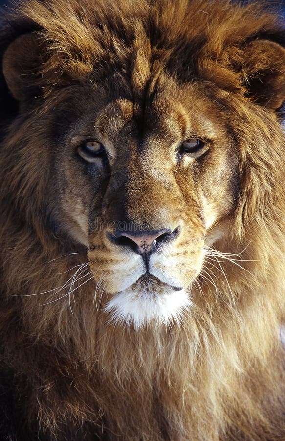 Lew zdjęcia royalty free