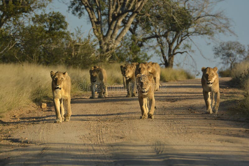 Lion pride walking on sand road in Kruger National Park. Lion pride walking on sand road in Kruger National Park