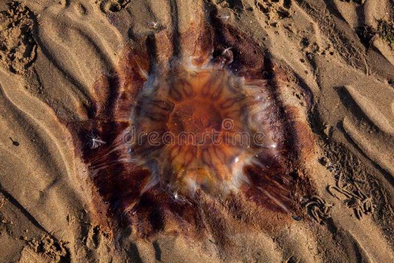 Lew grzywy jellyfish obrazy stock Lew grzywy jellyfish obrazy stock