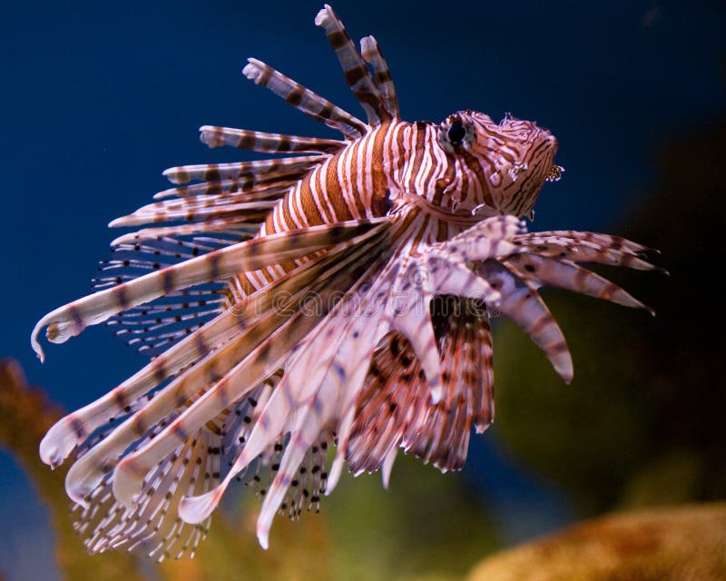 Lion fish swimming in a fish tank. Lion fish swimming in a fish tank