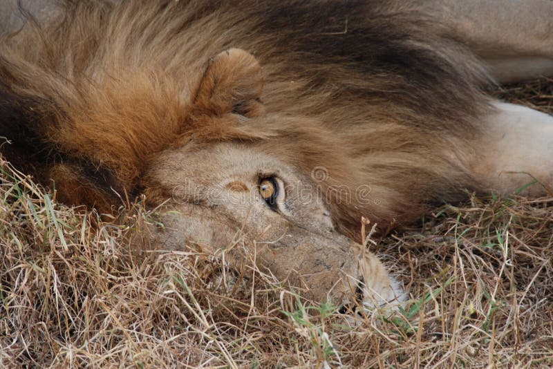 A closeup of a sleepy lion lying under a tree in the Serengeti, Africa. A closeup of a sleepy lion lying under a tree in the Serengeti, Africa.