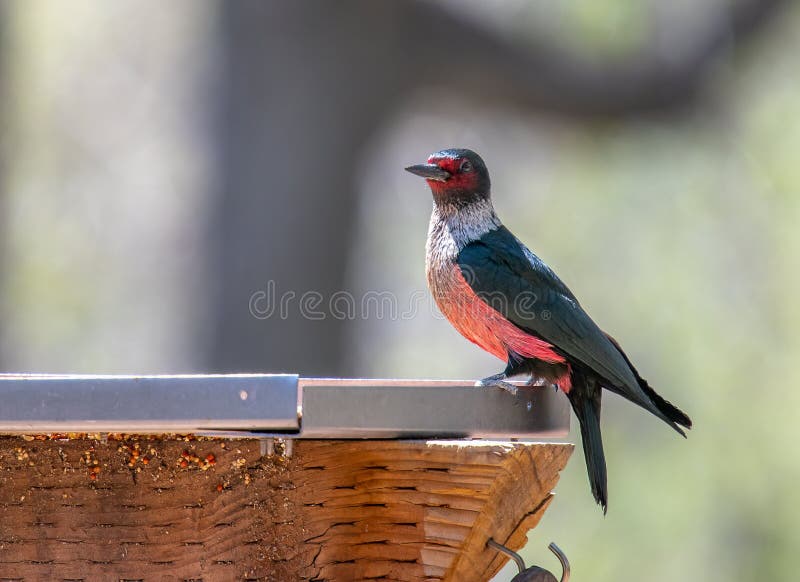 A brightly colored Lewis`s Woodpecker captured feeding on seeds in a Colorado garden. A brightly colored Lewis`s Woodpecker captured feeding on seeds in a Colorado garden