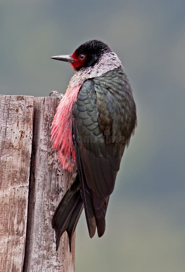 A large North American woodpecker which resides in open pine woodlands and other areas with scattered trees. A large North American woodpecker which resides in open pine woodlands and other areas with scattered trees.