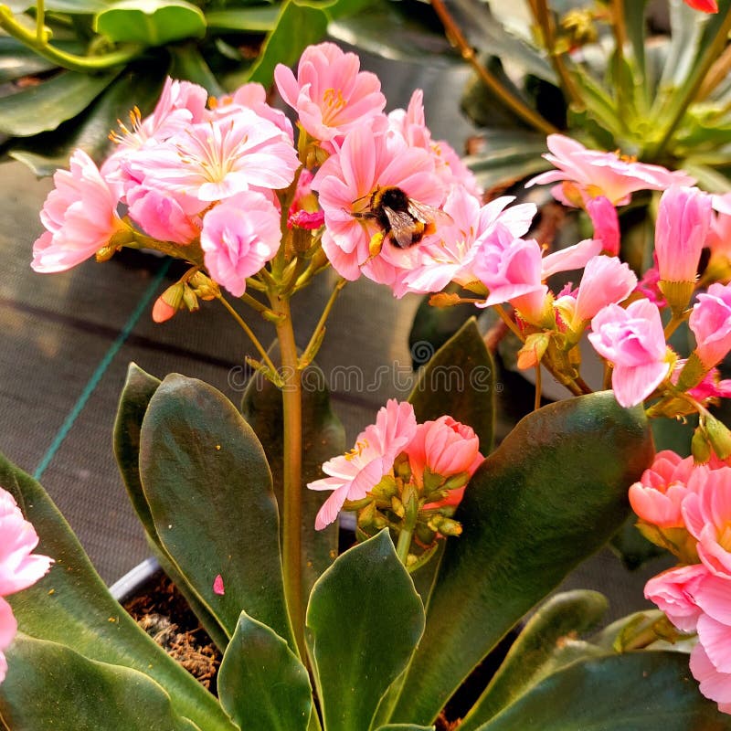 Lewisia cotyledon flowering gren of Montiaceae arkivfoto