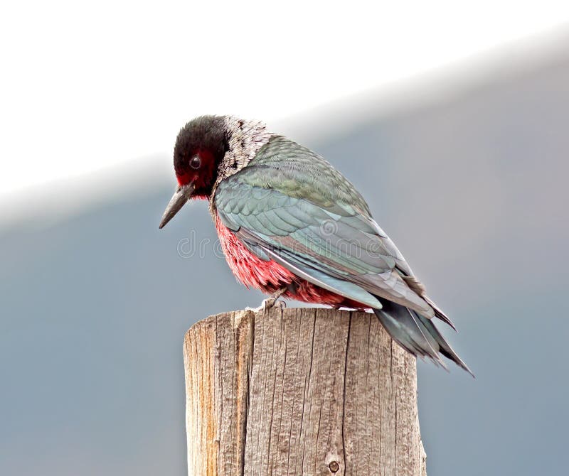 A large North American woodpecker which resides in open pine woodlands and other areas with scattered trees. A large North American woodpecker which resides in open pine woodlands and other areas with scattered trees.