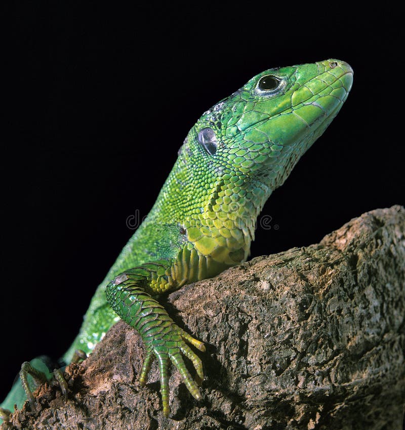 LEZARD VERT lacerta viridis fotografia stock LEZARD VERT lacerta viridis fotografia stock