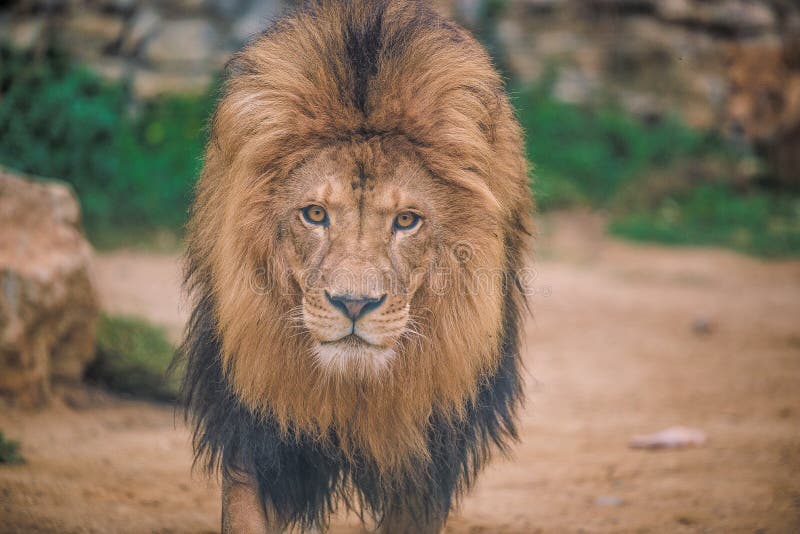 Leão africano no jardim zoológico