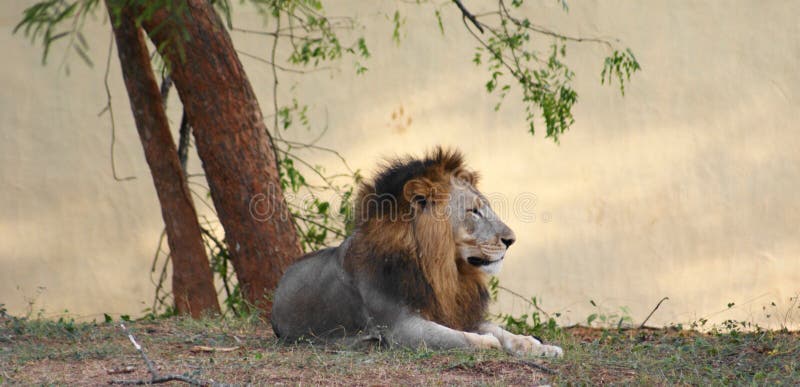 This photo is of an Asiatic Lion which are found abundantly in the sanctuaries of India and other Asian countries. This photo is of an Asiatic Lion which are found abundantly in the sanctuaries of India and other Asian countries.