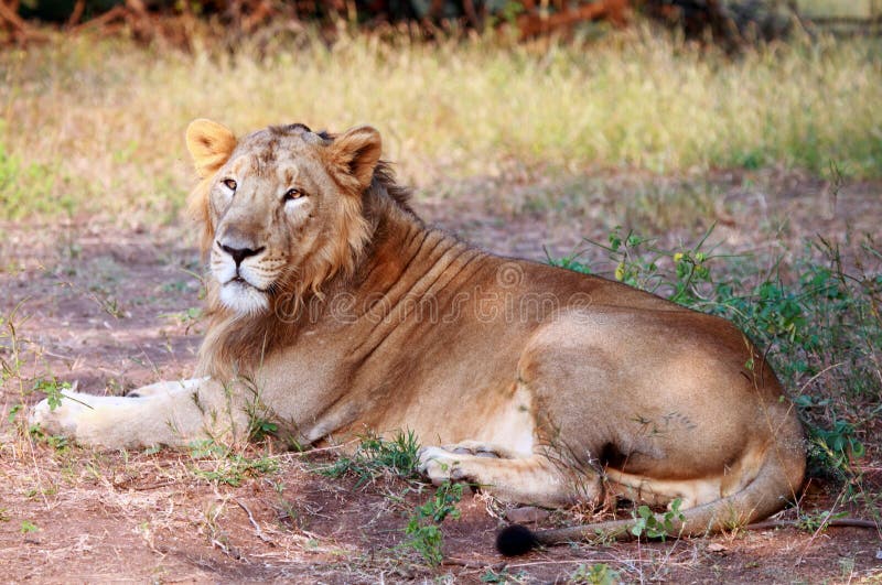 An asiatic lion sitting in the shade at the Gir forest, taken during a safari ride. An asiatic lion sitting in the shade at the Gir forest, taken during a safari ride.