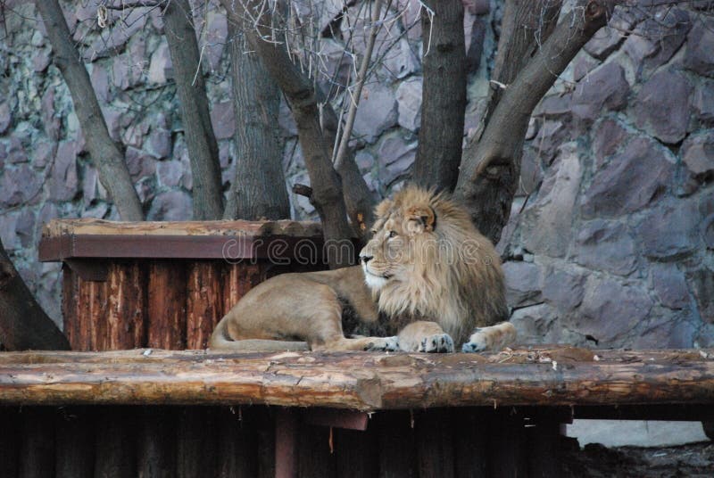 Leão bonito grande no jardim zoológico de Moscou imagem de stock Leão bonito grande no jardim zoológico de Moscou imagem de stock