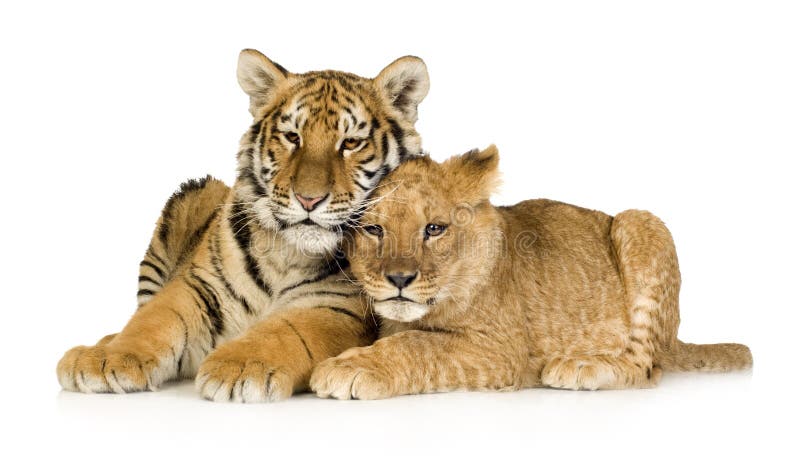 Leão Cub (5 meses) e filhote de tigre (5 meses) fotos de stock royalty free Leão Cub (5 meses) e filhote de tigre (5 meses) fotos de stock royalty free