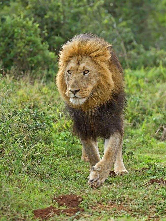 Leão de Addo
