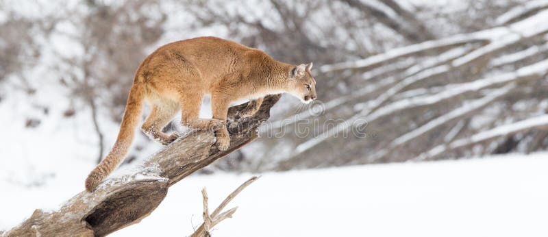 Panoramic mountain lion during winter. Panoramic mountain lion during winter