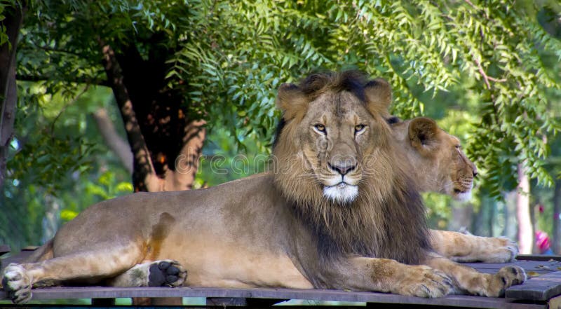 Asiatic Lion and Lioness in a Zoo in India. Asiatic Lion and Lioness in a Zoo in India