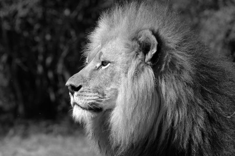 Black and white image of a male lion. Black and white image of a male lion.