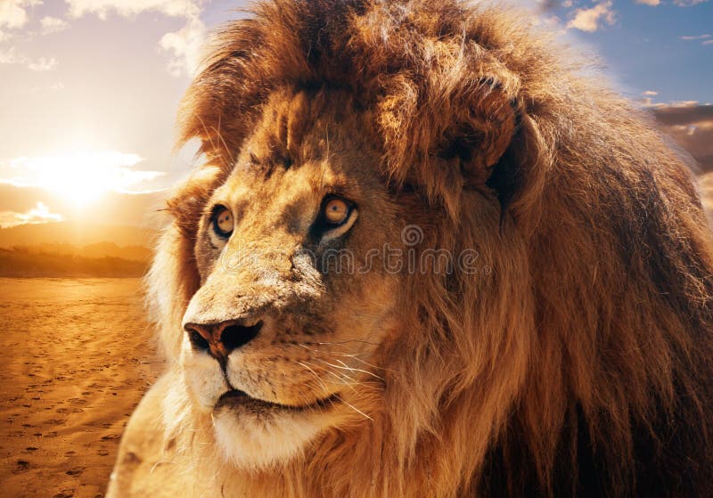 Leão majestoso
